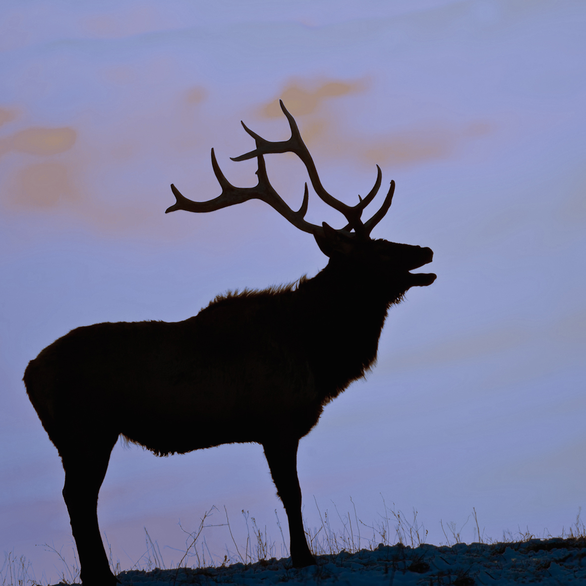 Elk Bugling iPhone Ringtone