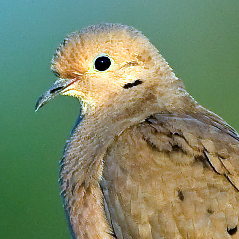 mourning dove call iphone ringtone wildtones mourning dove call iphone ringtone wildtones