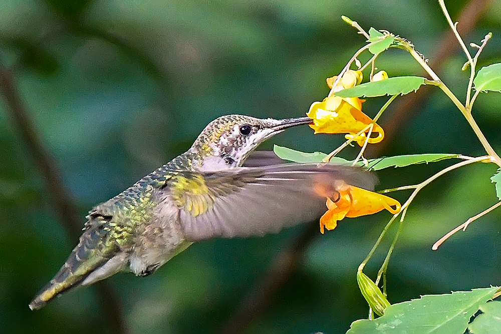 A Hummer Of a Backyard - Wildtones