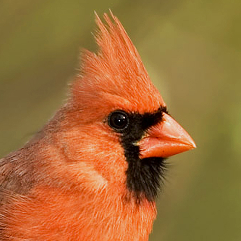 Northern Cardinal Call iPhone Ringtone - Wildtones