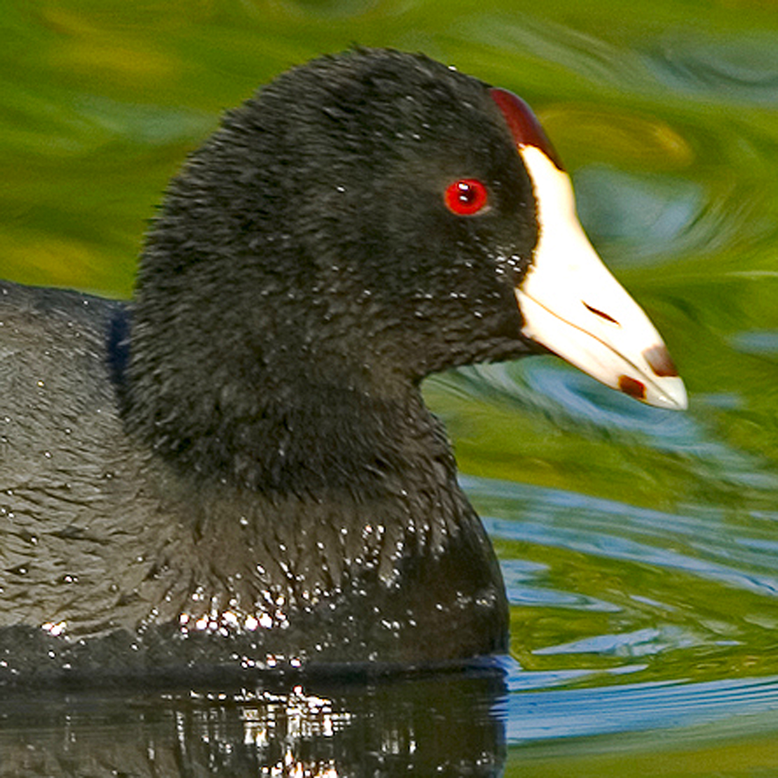 American Coot Bird Call iPhone Ringtone Wildtones