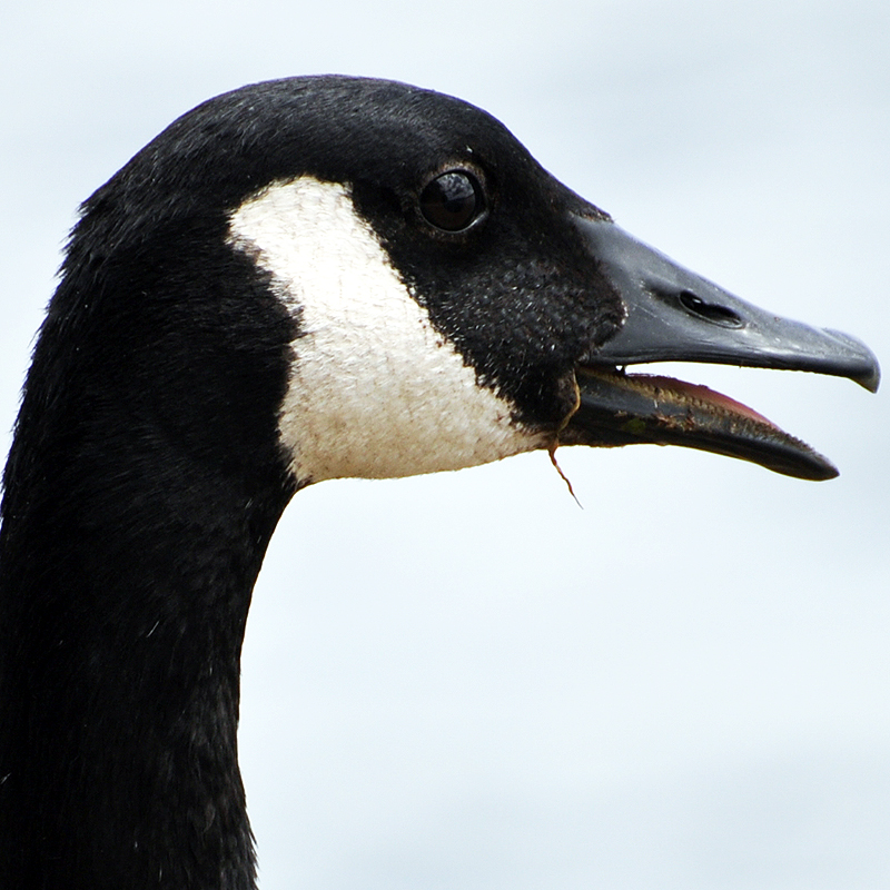 Canada Goose Wildtones