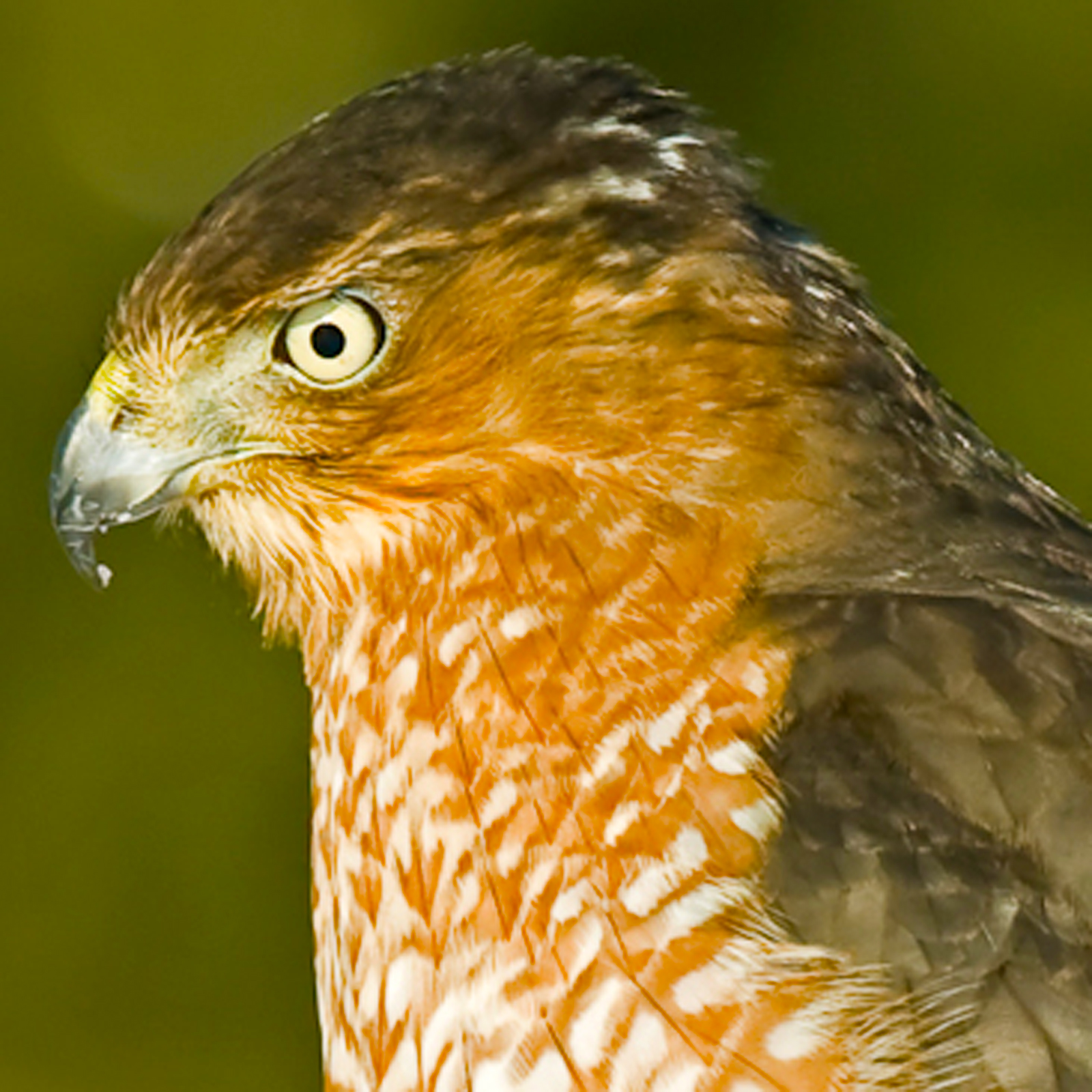 Sharpshinned Hawk Wildtones