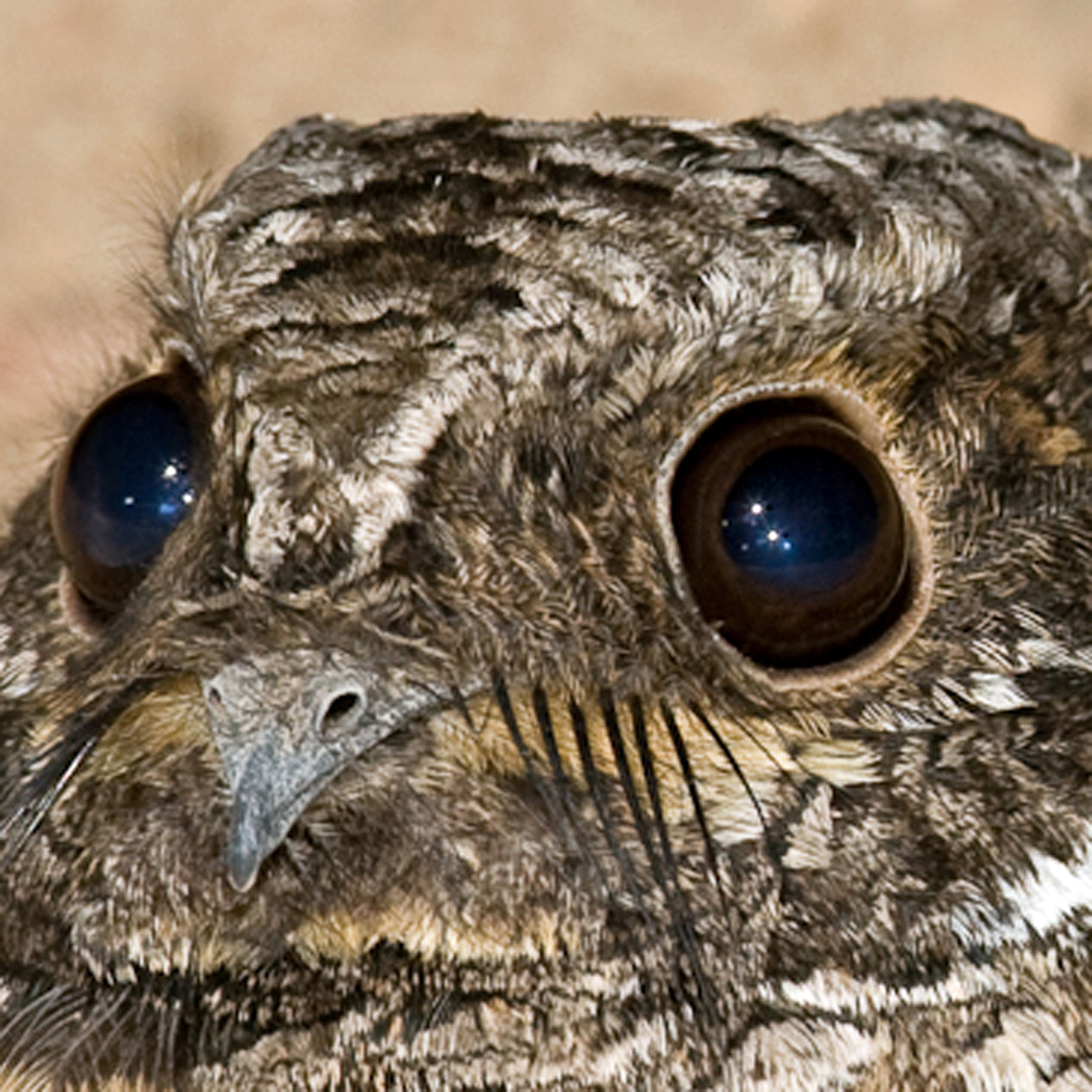 whippoorwill ringtone